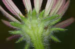 Tennessee purple coneflower